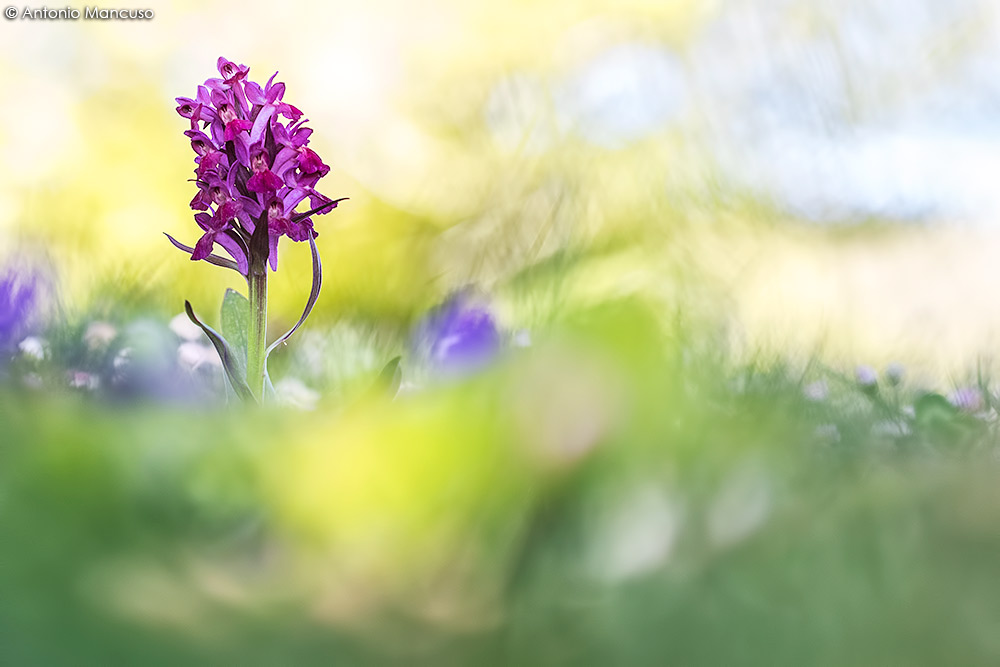 Flora