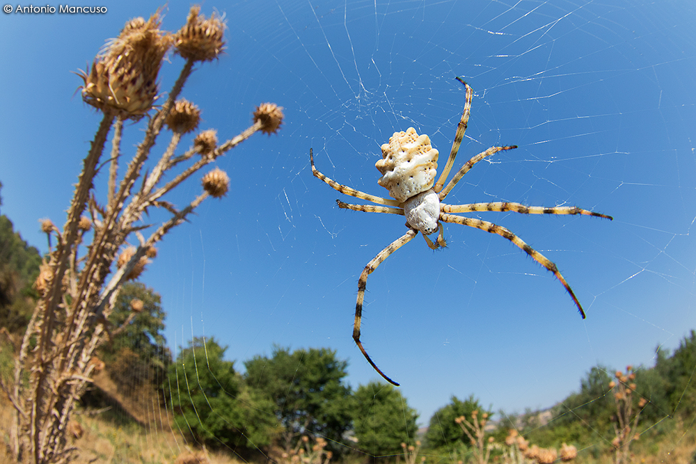 Aracnidi