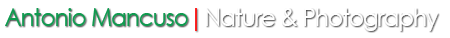 Sticky Logo