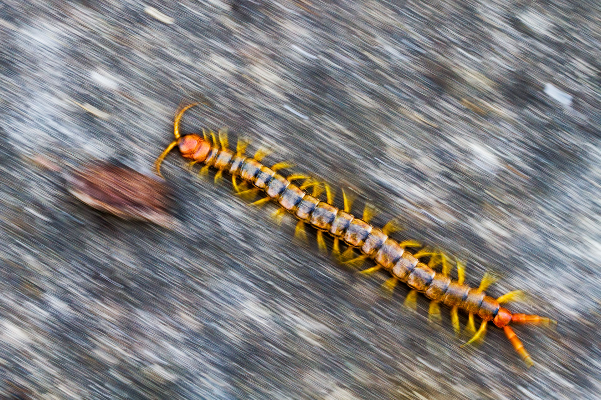 020812_Scolopendra_cingulata