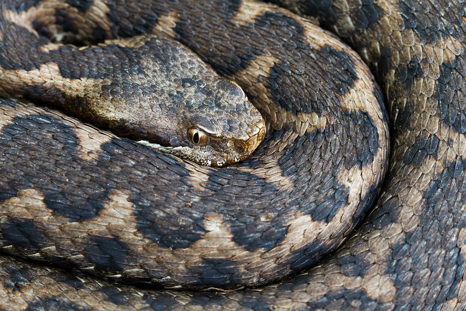 021903_Vipera_aspis_hugyi