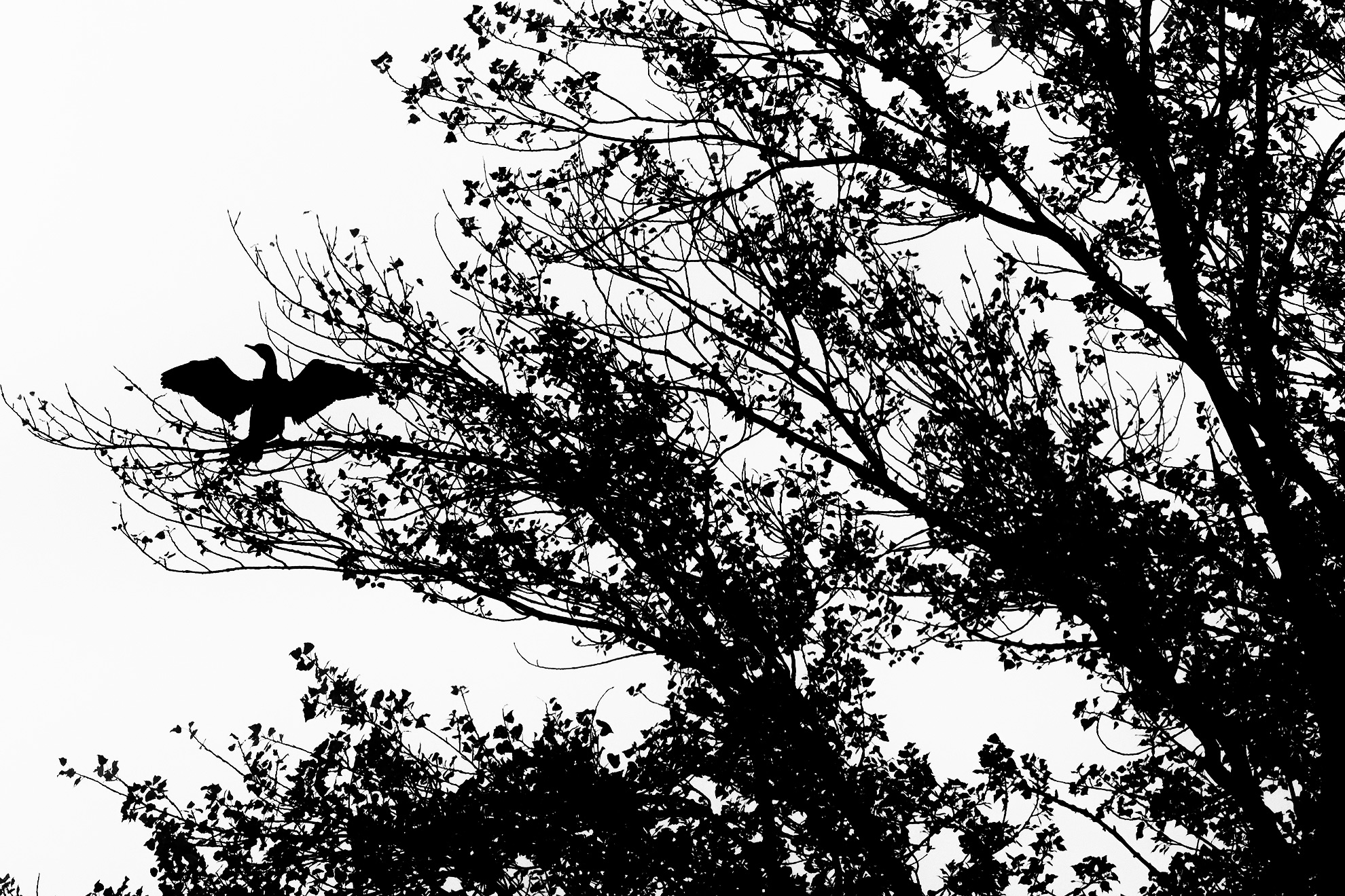 cormorano