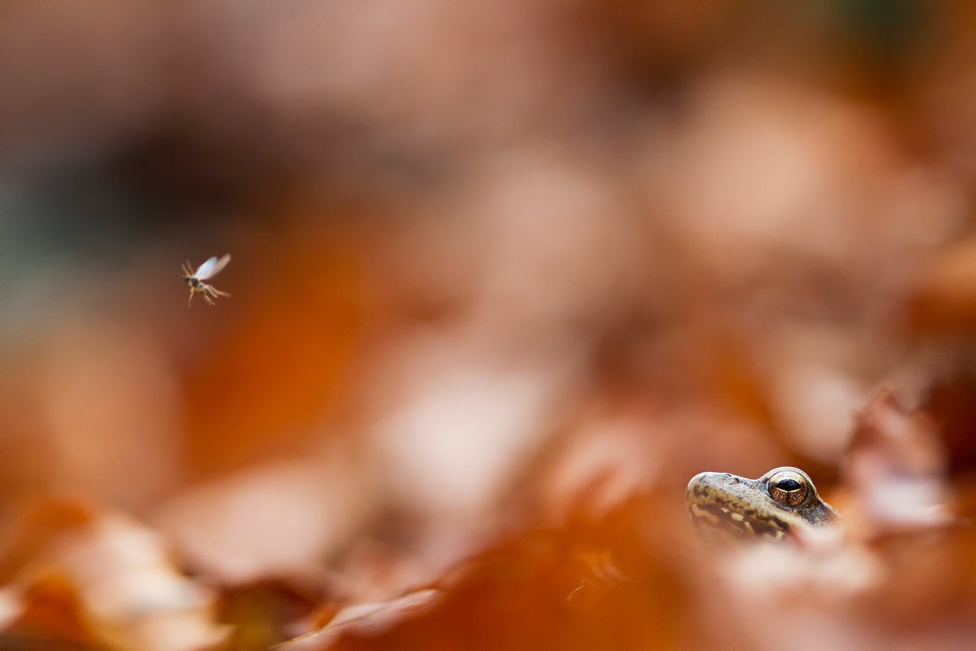 slideshow_2
